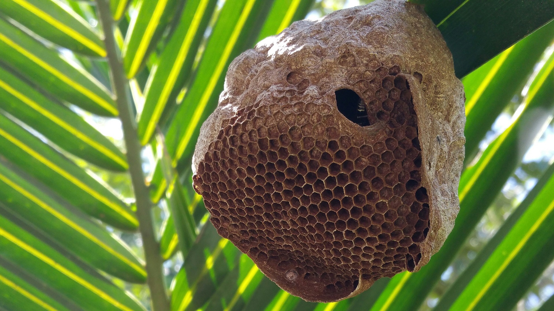 Bee Control Service