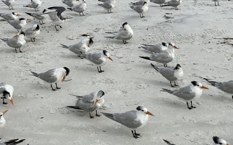 Bird Control Service