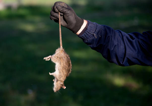 Rodent Control Service