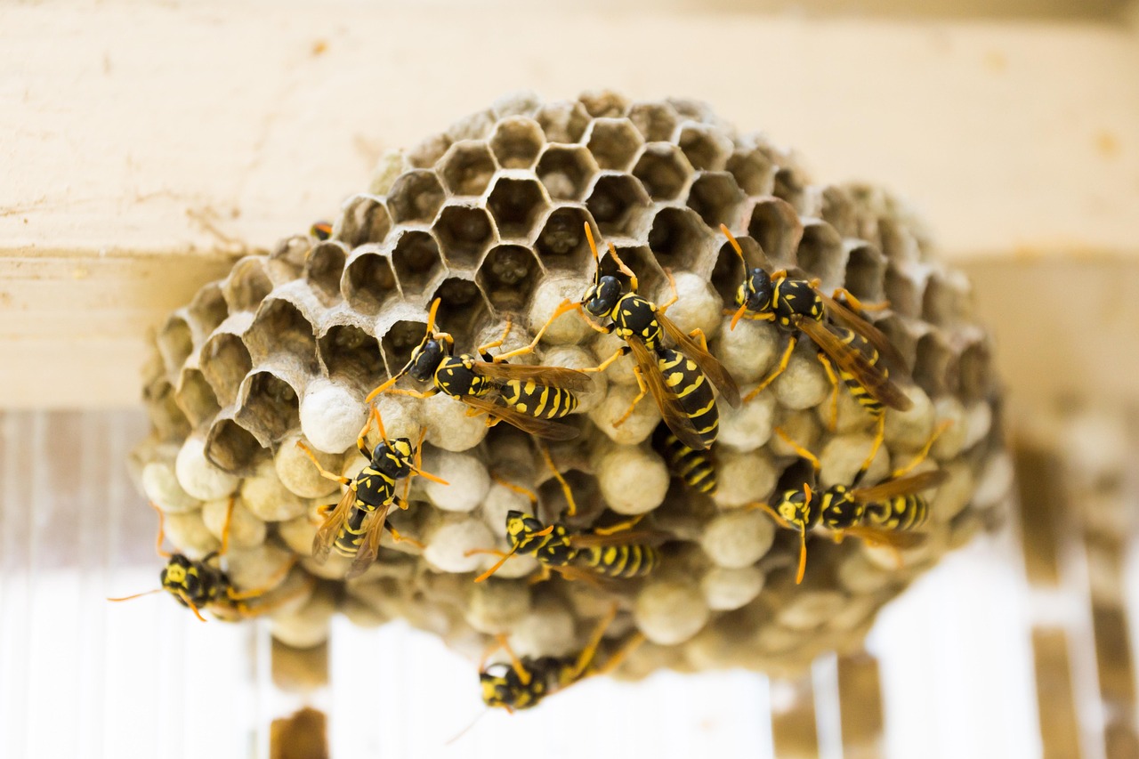 wasps nest